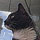 Felix the Cat