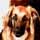Muzz the Dog